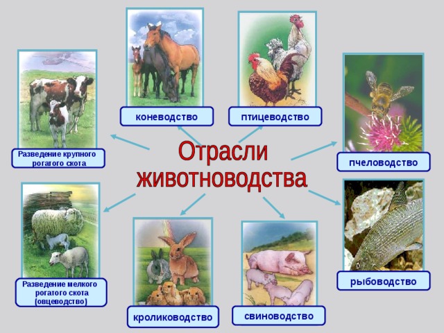 птицеводство коневодство Разведение крупного  рогатого скота пчеловодство рыбоводство Разведение мелкого  рогатого скота (овцеводство) свиноводство кролиководство 