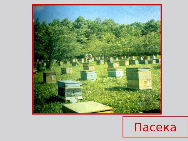 Пасека 