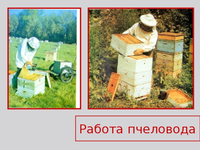 Работа пчеловода 