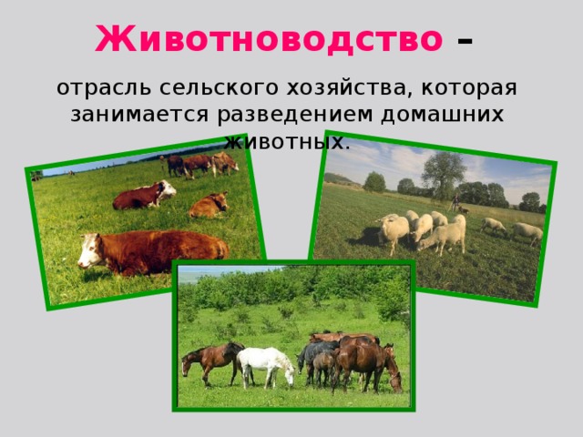 Животноводство  –  отрасль сельского хозяйства, которая занимается разведением домашних животных. 