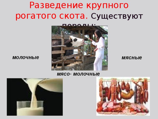 Разведение крупного рогатого скота. Существуют породы: молочные мясные мясо- молочные 
