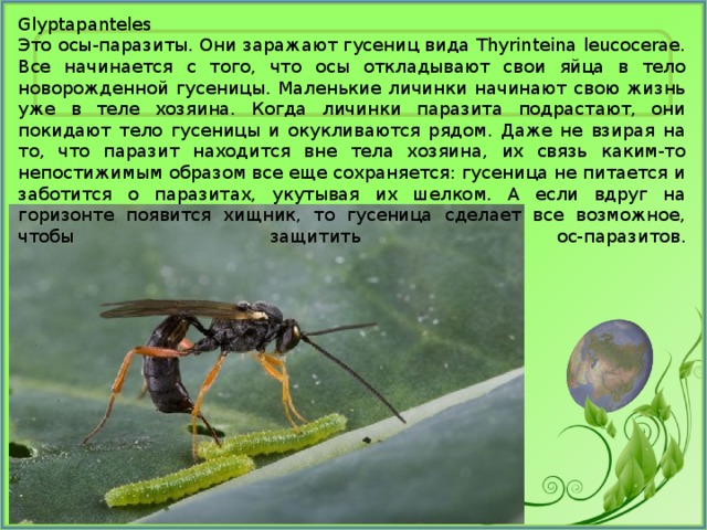 Glyptapanteles  Это осы-паразиты. Они заражают гусениц вида Thyrinteina leucocerae. Все начинается с того, что осы откладывают свои яйца в тело новорожденной гусеницы. Маленькие личинки начинают свою жизнь уже в теле хозяина. Когда личинки паразита подрастают, они покидают тело гусеницы и окукливаются рядом. Даже не взирая на то, что паразит находится вне тела хозяина, их связь каким-то непостижимым образом все еще сохраняется: гусеница не питается и заботится о паразитах, укутывая их шелком. А если вдруг на горизонте появится хищник, то гусеница сделает все возможное, чтобы защитить ос-паразитов.   