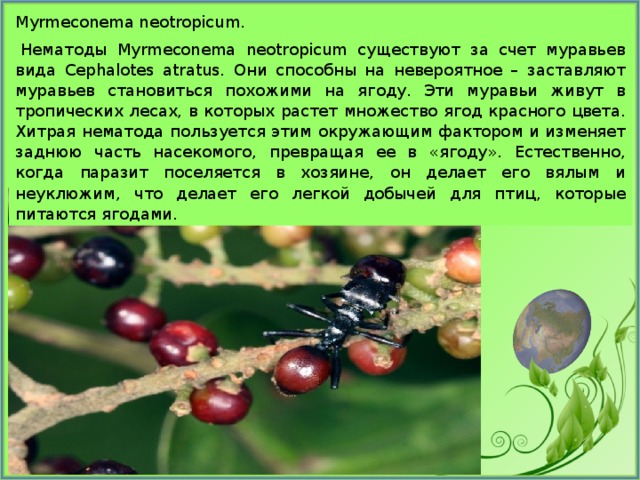 Myrmeconema neotropicum.   Нематоды Myrmeconema neotropicum существуют за счет муравьев вида Cephalotes atratus. Они способны на невероятное – заставляют муравьев становиться похожими на ягоду. Эти муравьи живут в тропических лесах, в которых растет множество ягод красного цвета. Хитрая нематода пользуется этим окружающим фактором и изменяет заднюю часть насекомого, превращая ее в «ягоду». Естественно, когда паразит поселяется в хозяине, он делает его вялым и неуклюжим, что делает его легкой добычей для птиц, которые питаются ягодами. 