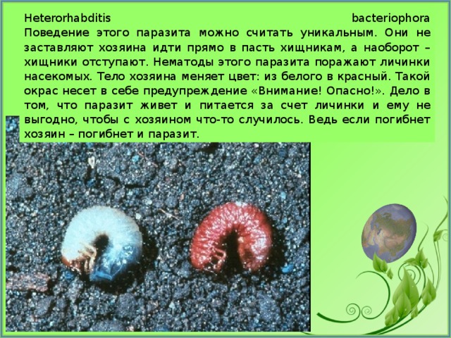 Heterorhabditis bacteriophora  Поведение этого паразита можно считать уникальным. Они не заставляют хозяина идти прямо в пасть хищникам, а наоборот – хищники отступают. Нематоды этого паразита поражают личинки насекомых. Тело хозяина меняет цвет: из белого в красный. Такой окрас несет в себе предупреждение «Внимание! Опасно!». Дело в том, что паразит живет и питается за счет личинки и ему не выгодно, чтобы с хозяином что-то случилось. Ведь если погибнет хозяин – погибнет и паразит. 