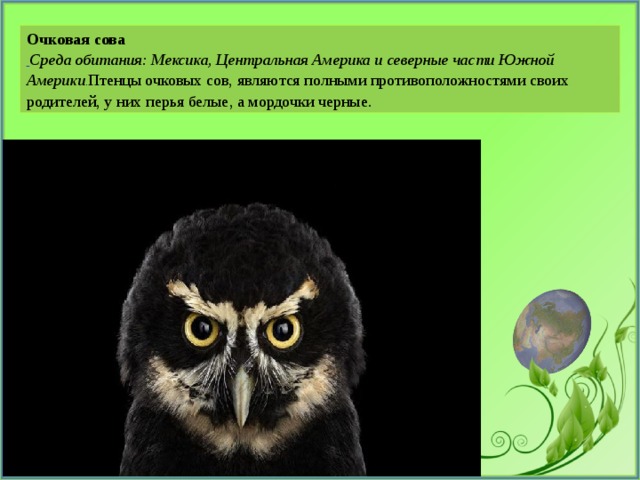 Очковая сова   Среда обитания: Мексика, Центральная Америка и северные части Южной Америки . Птенцы очковых сов, являются полными противоположностями своих родителей, у них перья белые, а мордочки черные. 