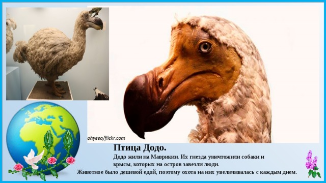 Птица Додо. Додо жили на Маврикии. Их гнезда уничтожили собаки и крысы, которых на остров завезли люди. Животное было дешевой едой, поэтому охота на них увеличивалась с каждым днем. 