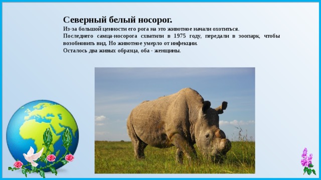 Северный белый носорог. Из-за большой ценности его рога на это животное начали охотиться. Последнего самца-носорога схватили в 1975 году, передали в зоопарк, чтобы возобновить вид. Но животное умерло от инфекции. Осталось два живых образца, оба - женщины. 