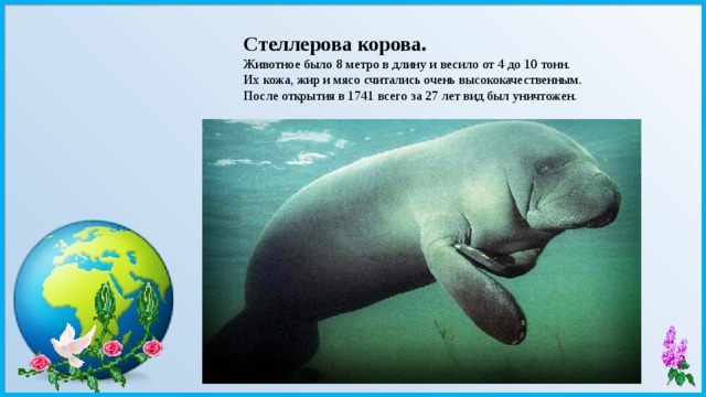 Стеллерова корова. Животное было 8 метро в длину и весило от 4 до 10 тонн. Их кожа, жир и мясо считались очень высококачественным. После открытия в 1741 всего за 27 лет вид был уничтожен. 