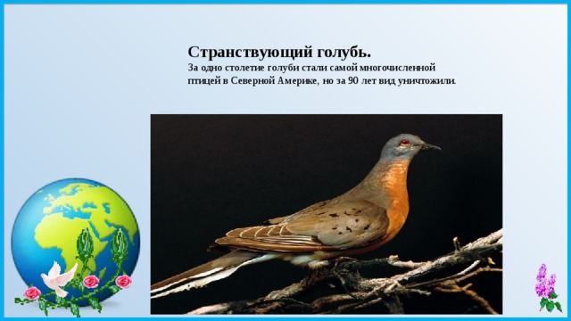 Странствующий голубь. За одно столетие голуби стали самой многочисленной птицей в Северной Америке, но за 90 лет вид уничтожили. 