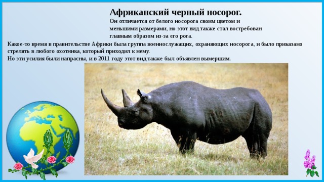 Африканский черный носорог. Он отличается от белого носорога своим цветом и меньшими размерами, но этот вид также стал востребован главным образом из-за его рога. Какое-то время в правительстве Африки была группа военнослужащих, охраняющих носорога, и было приказано стрелять в любого охотника, который приходил к нему. Но эти усилия были напрасны, и в 2011 году этот вид также был объявлен вымершим. 