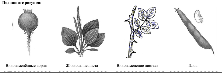 Какие органы растений изображены на рисунке буквами а б в