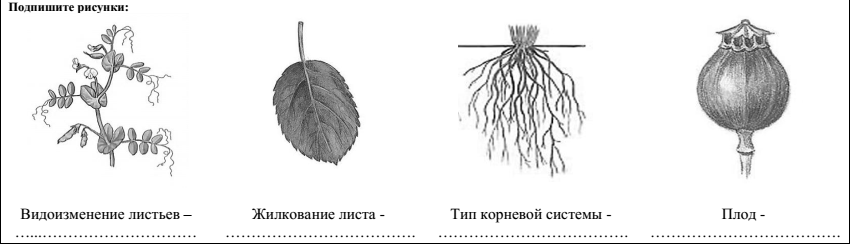 К каким органам относится семя вегетативным