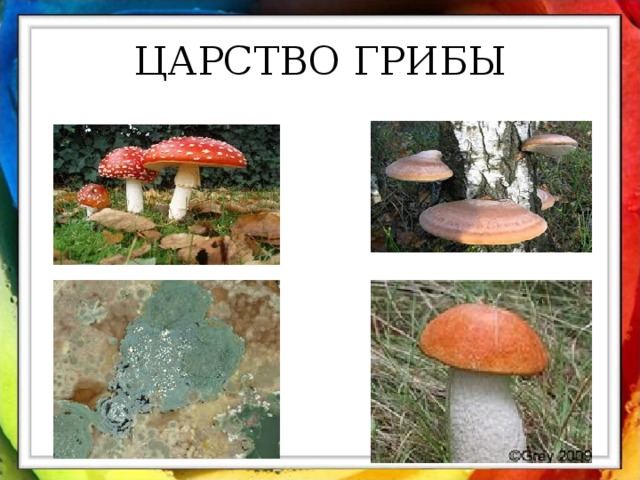 ЦАРСТВО ГРИБЫ 