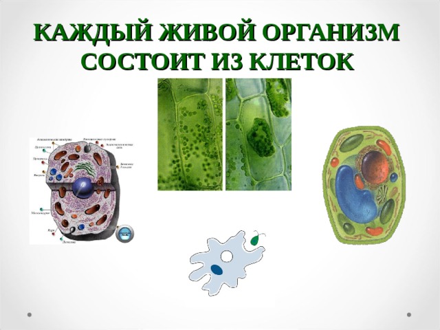 КАЖДЫЙ ЖИВОЙ ОРГАНИЗМ СОСТОИТ ИЗ КЛЕТОК 
