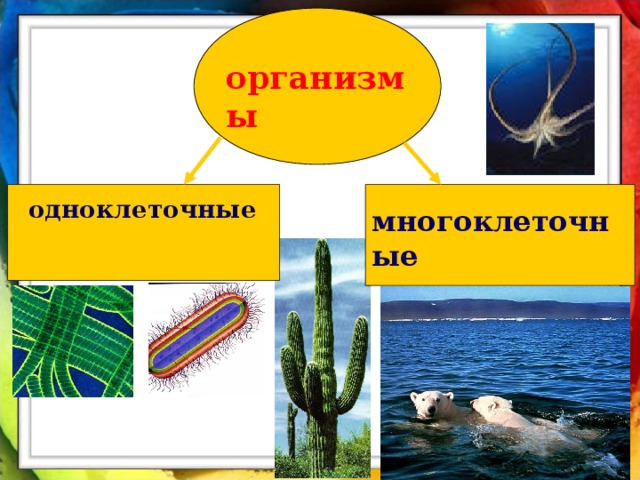организмы одноклеточные многоклеточные 