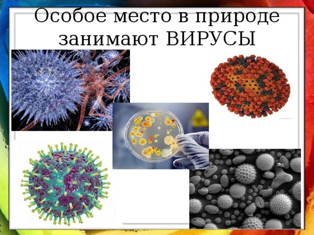 Особое место в природе занимают ВИРУСЫ 