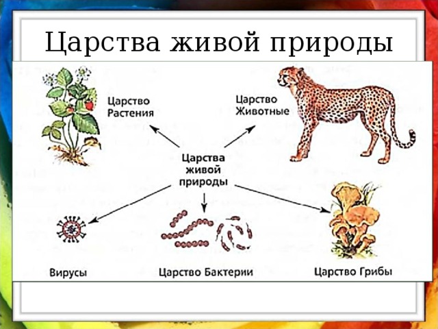 Царство живой природы 3 класс окружающий мир схема