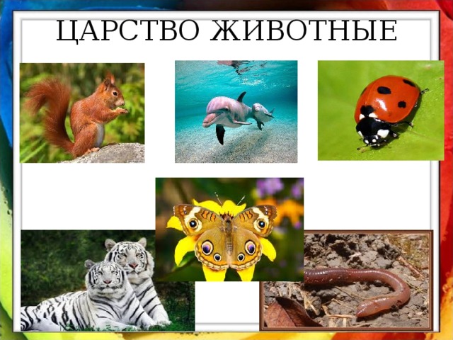 ЦАРСТВО ЖИВОТНЫЕ 