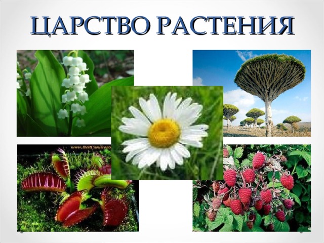 ЦАРСТВО РАСТЕНИЯ 