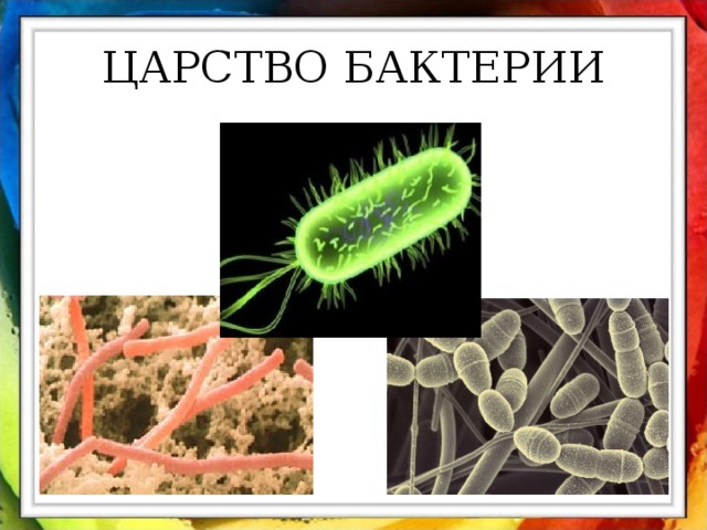 ЦАРСТВО БАКТЕРИИ 