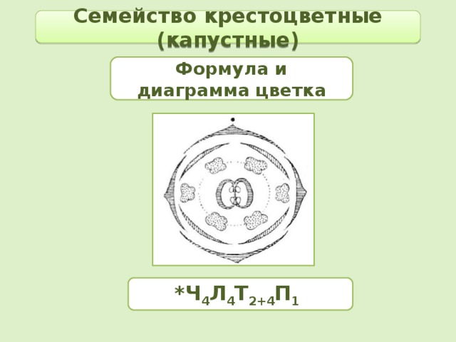 Семейство крестоцветные (капустные) Формула и диаграмма цветка *Ч 4 Л 4 Т 2+4 П 1 