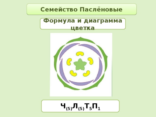 Семейство Паслёновые Формула и диаграмма цветка Ч (5) Л (5) Т 5 П 1 