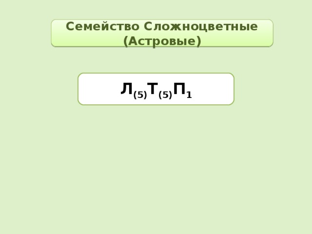 Семейство Сложноцветные (Астровые) Л (5) Т (5) П 1 