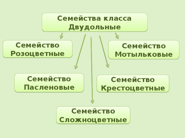 Презентация по биологии 6 класса семейства класса двудольные 6 класс