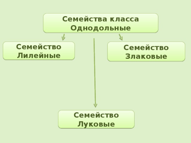 Семейства класса Однодольные Семейство Лилейные Семейство Злаковые Семейство Луковые 