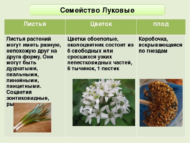 Презентация по биологии 6 класс семейства класса однодольные и двудольные