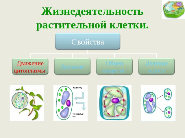 Свойства клетки