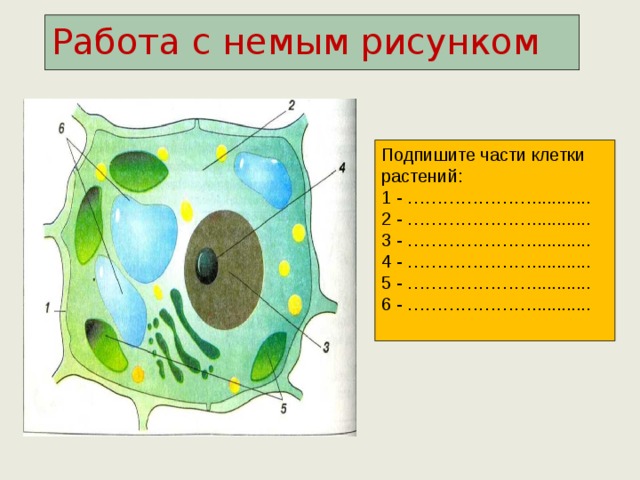 Клетка 6. Работа с немым рисунком подпишите части клетки растений. Клетка растительность подписать. Подпишите части клетки 9 класс. Работа с немым рисунком подпишите части.