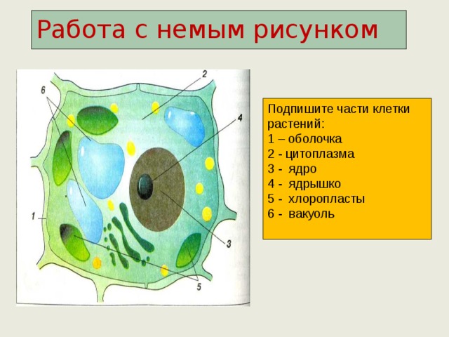 Подпишите на рисунке основные части клетки