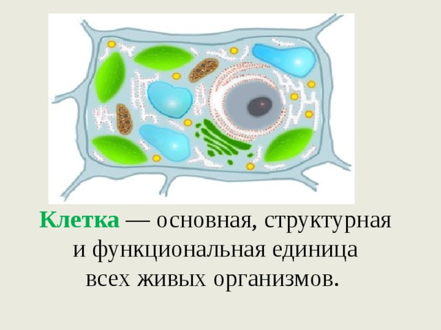 Клетка  — основная, структурная  и функциональная единица  всех живых организмов.    