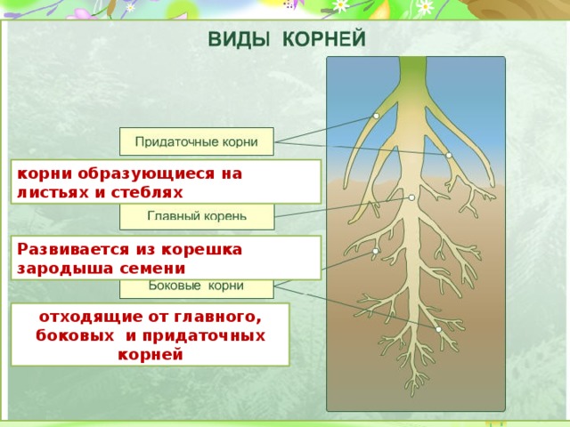 Придаточные корни развиваются из зародышевого корешка. Придаточные корни это в биологии 6 класс. Придаточные боковые и главный корень. Главный корень развивается у.