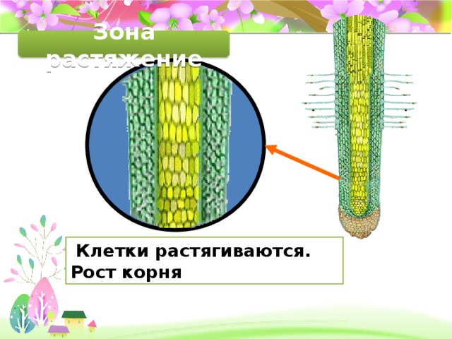 Деление клеток корня. Зона растяжения корня. Зона растяжения зона роста корня. Клетки зоны роста корня. Клетки зоны деления корня.