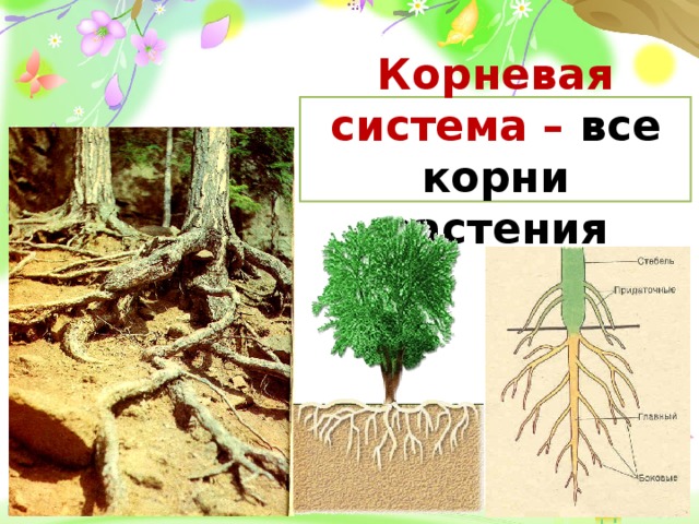 Означающее корень