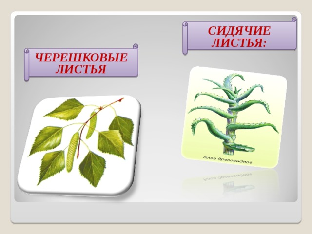 Тест по биологии 6 класс листья. Сидячий лист 6 класс биология. Лист это в биологии. Презентация лист 6 класс. Сидячие и черешковые листья биология.