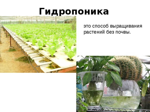 Гидропоника это способ выращивания растений без почвы. 