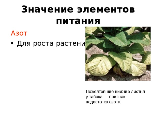 Значение элементов питания Азот Для роста растения Пожелтевшие нижние листья у табака — признак недостатка азота. 
