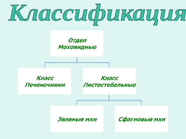Моховидные презентация 6 класс