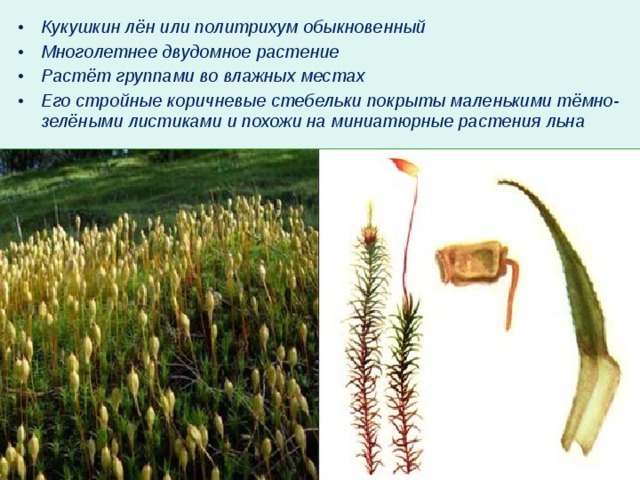 Кукушкин лен форма листьев расположение Презентация для учащихся 6 классов "Моховидные"