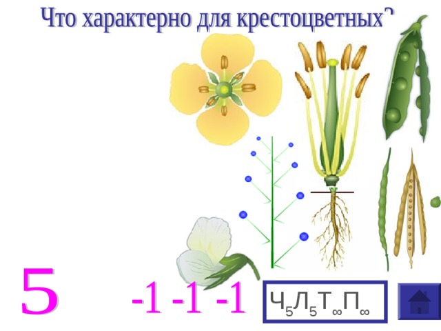 Презентация семейства класса однодольные 6 класс