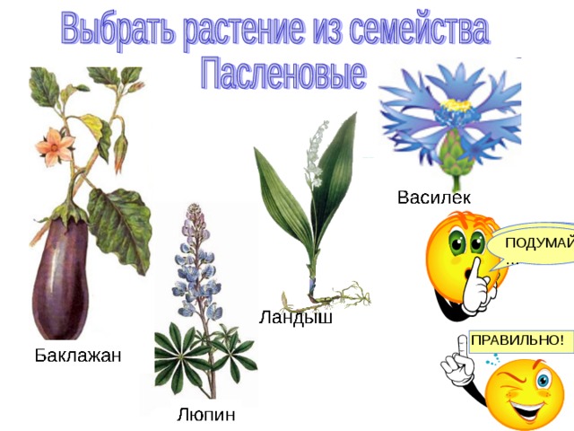 Семейства пасленовые и бобовые семейство сложноцветные 6 класс презентация