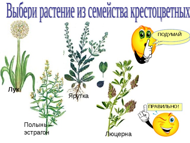 Презентация по биологии 6 класс семейство злаковые