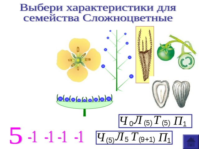 Диаграмма формула цветка злаковых