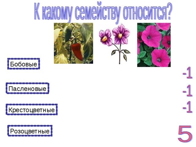Презентация крестоцветные и розоцветные 6 класс