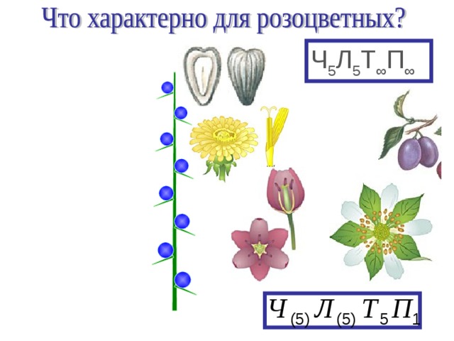 Презентация на тему класс однодольные 6 класс