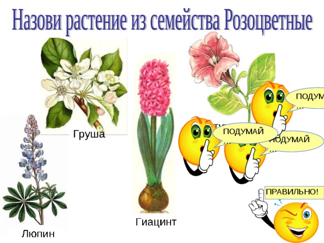Куда можно отнести цветы. Розоцветные Однодольные. Однодольные растения семейство розоцветных таблица.