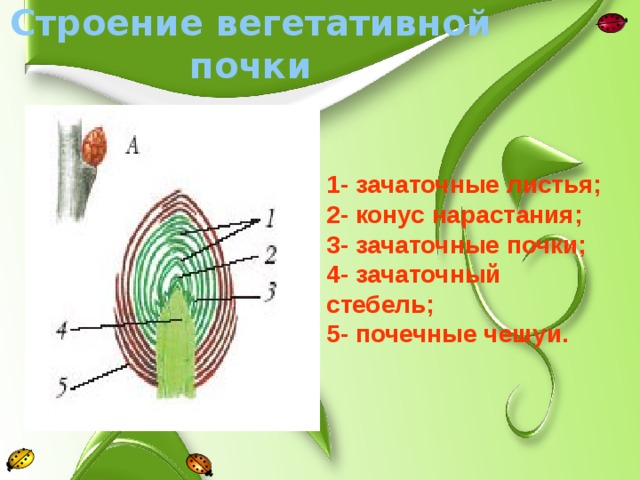 Покажите стрелками и подпишите на рисунке зачаточное соцветие почечную чешую зачаточный стебель